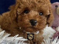 Teacup poodle yavrularımız