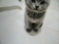 SCOTTISH FOLD