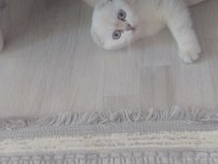 11 aylık scottish fold beyaz