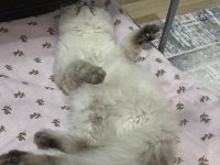 BRİTİSH LONGHAİR BADEM KIZIMIZA YENİ YUVA ARIYORUZ