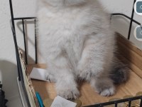 Scottish fold kedisi