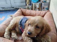 2.5 aylık dişi toy poodle