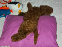Kalite poodle tesadüf değildir