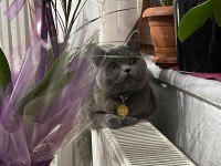 Kısırlaştırılmış çok uysal british shorthair Lili Hanım