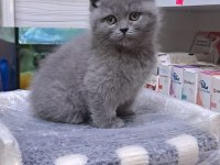 British shorthair yavru