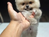 A Kalite Pomeranian Boo