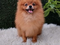 Köpeğimiz yeni yuva aıyor