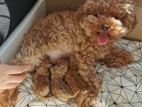 Toy Poodle Yavru Bebekler