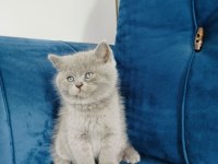 British shorthair yavrumuz