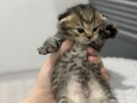 Kırık kulak tabby scottish fold oğlumuz