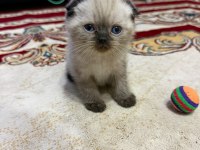 Scottish fold bulu point yavrular