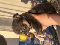 2 aylık Chihuahua yavrularımıza yuva arıyoruz