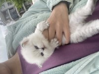 Yavru ve yetişkin british shorthair