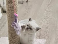 2 aylık cins kediler satılıktır blue point oyuncu kedisi