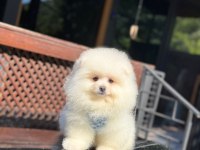 En tatlı Pomeranian Boo