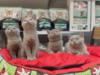 A kalite british shorthair yavrularımız