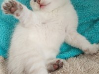 Beyaz scottish fold kedimiz