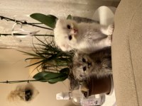 2 adet scottish fold Ankara