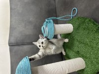 British shorthair yavru kediler