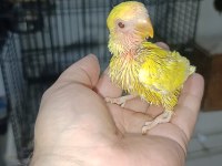 El besleme kırmızı göz mutasyon sevda papağanı