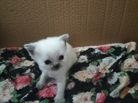 İki renk Kahverengi Beyaz Mavi Göz Scottish fold yavrular