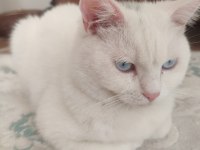 8 aylık erkek british shorthair