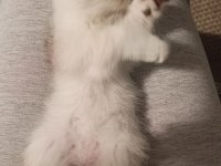 2 AYLIK SAFKAN BRITISH SHORTHAIR