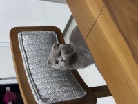 Scottish Fold Ücretli Sahiplendirme