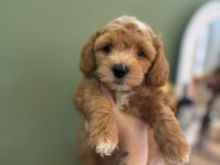 SEVİMLİ MALTİPOO YAVRULARIMIZ
