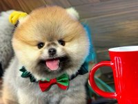 Erkek pomeranian yavrumuz