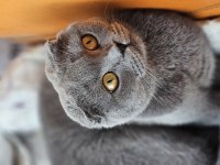 Bakımlı evcil ev kedisi gri dişi scottish fold