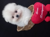 Mükemmel kalitede teacup kar beyaz pomeranian bebekler