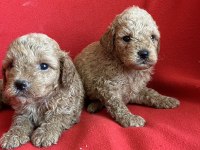Nadir renkte apricot poodle kıvırcık yavrular