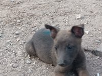 Belçika malinois