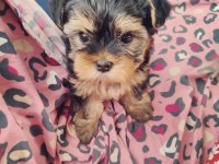 Baba saf kan teacup yorkshire terrier yavrularımız