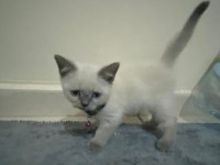 British blue point kedimiz