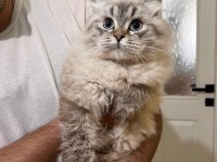 Blue point longhair 7 aylık kedimiz