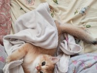 British shorthair ny12 dişi yavrumuz teslime hazır