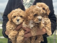 Show kalite kore tea cup maltipoo yavrularımız