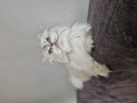 Kısır british longhair ücretsiz sahiplendirme