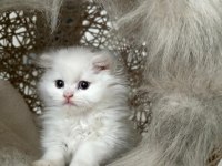 British Longhair Kedisi