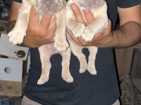 A kalite french bulldog yavrular günü gelen aşıları yapıldı