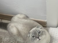 Scottish fold meleğimize yuva arıyoruz