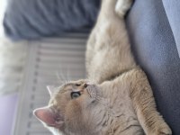 Golden british shorthair ny11