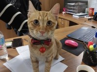 ÇOK UYSAL TEKİR KEDİM