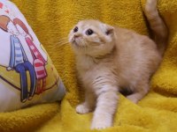 Scottish Fold erkek yavru uygun