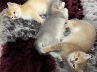 minik british shorthair yavrularım sahiplendirilecektir