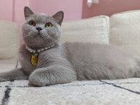 British shorthair Mery kızımıza yuva arıyoruz