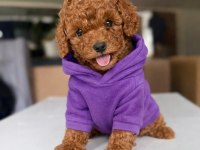 TATLI TADINDA POODLE YAVRULAR