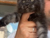 Siyah duman (black smoke) dişi maine coon